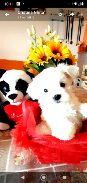 splendido cucciolo maltese pedigree enci  | Foto 1