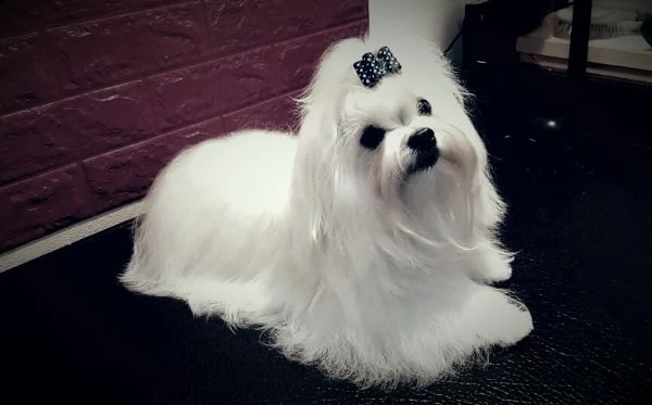 splendido cucciolo maltese pedigree enci  | Foto 0