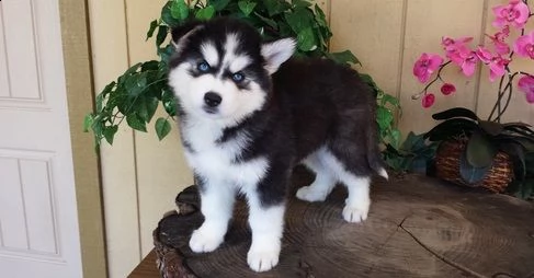 cuccioli di siberian husky