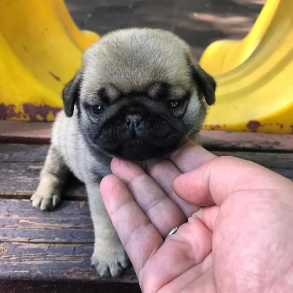 regalo carlino | Foto 0