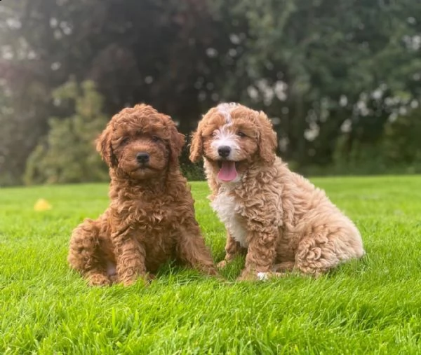 stupendo cuccioli di barboncino toy
