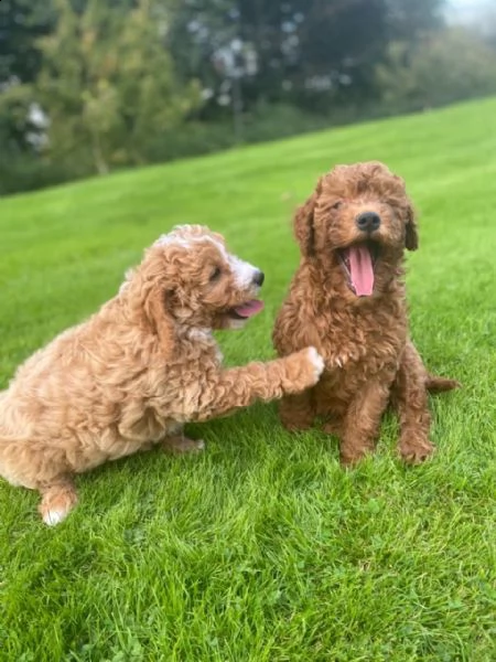 stupendo cuccioli di barboncino toy | Foto 1