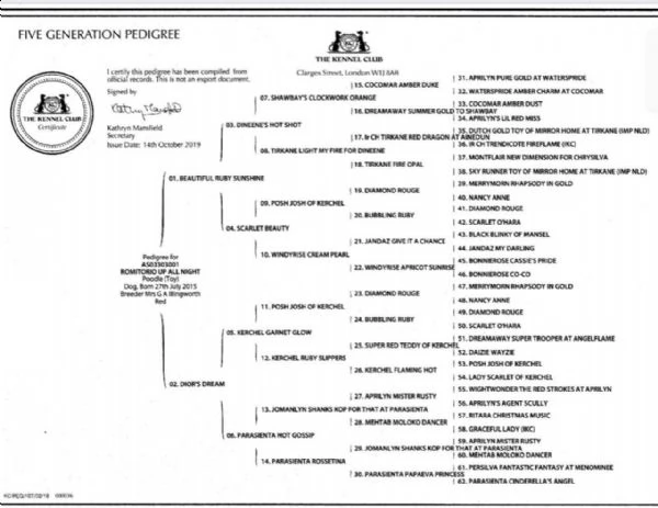 stupendo cuccioli di barboncino toy | Foto 0