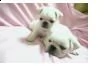 cuccioli mini pug di razza