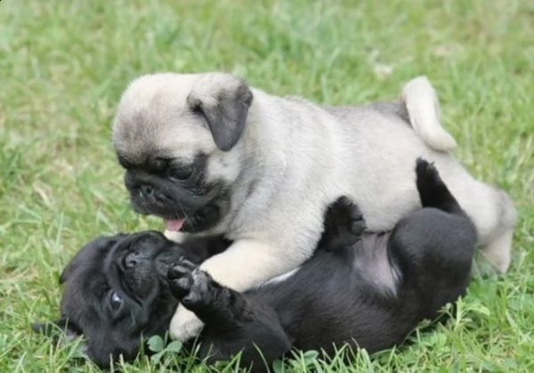 i cuccioli di pug stanno cercando una nuova casa
