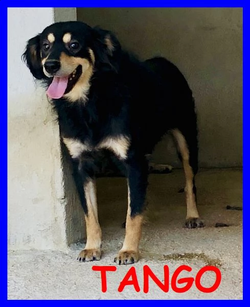 tango 4 anni, timoroso ma curioso, nato praticamente in canile vuole solo conoscere il mondo! 