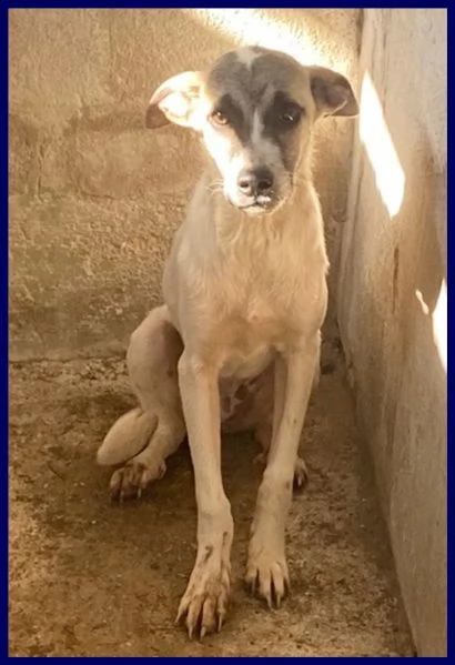 roma cucciola 5 mesi abbandonata in canile, e' timorosa ed ha bisogno di tanto amore per crescere se | Foto 3