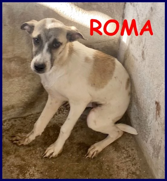 roma cucciola 5 mesi abbandonata in canile, e' timorosa ed ha bisogno di tanto amore per crescere se