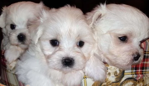 cuccioli di razza maltese