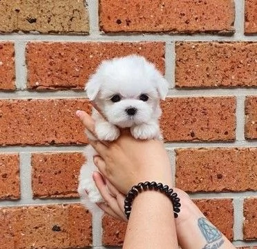 cuccioli maltese toy pedrigree enci