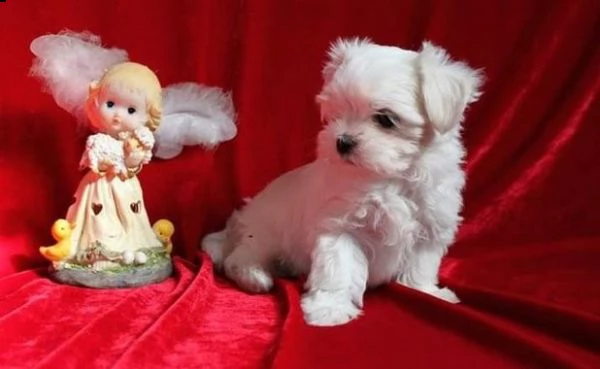cuccioli di maltese toy di 2 kg