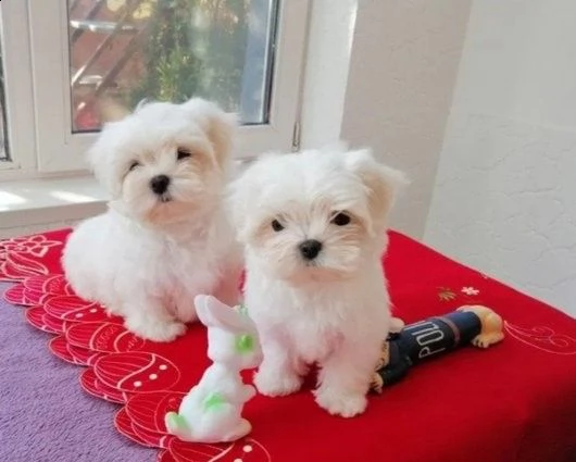 maltese toy maschio e femmina 3 mesi con pedigree