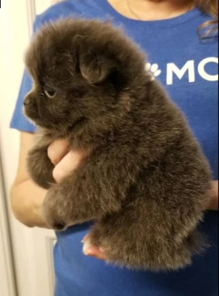 incredibile cucciolo pomernariano di 12 settimane