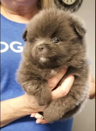 incredibile cucciolo pomernariano di 12 settimane | Foto 0