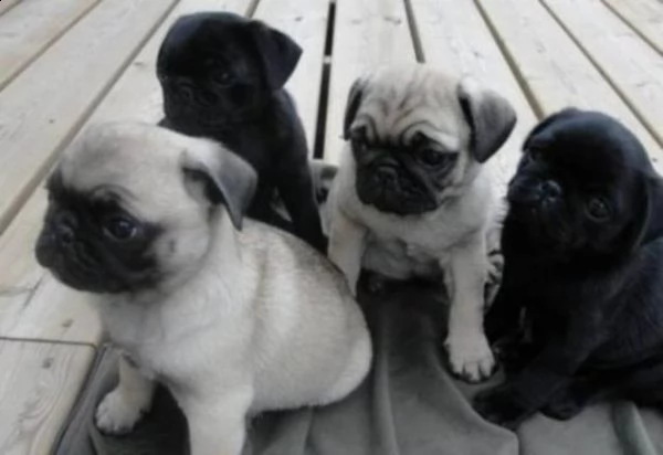 cuccioli mini pug di razza