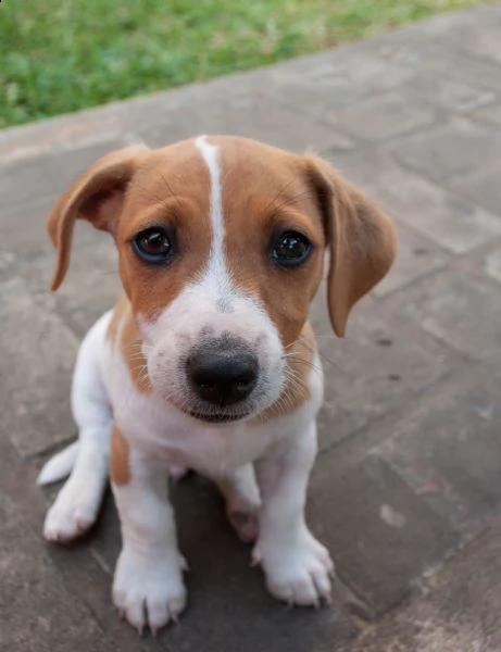  cuccioli jack russell terrier  | Foto 0