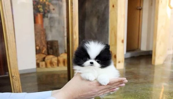 bellissimi cuccioli di pomerania maschi e femmine in cerca di una nuova casa, contatta il tuo numero