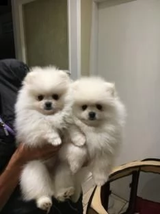 cuccioli volpino di pomerania - c