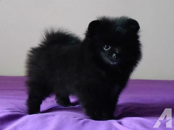 regalo cuccioli di volpinio della pomerania | Foto 0