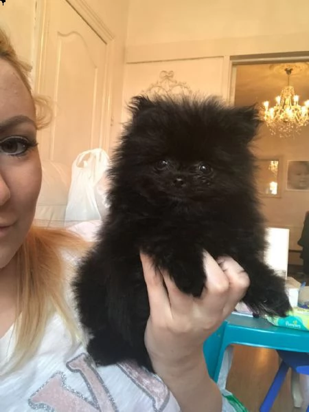 regalo cuccioli di volpinio della pomerania