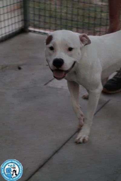 romeo, amstaff giovane, vulcano di energia un pò indisciplinato.. | Foto 3