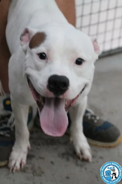 romeo, amstaff giovane, vulcano di energia un pò indisciplinato.. | Foto 2