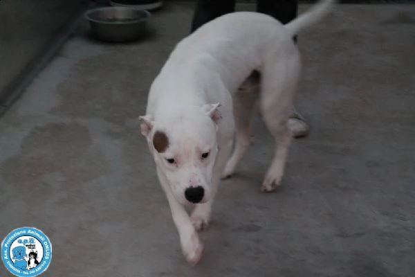 romeo, amstaff giovane, vulcano di energia un pò indisciplinato.. | Foto 1