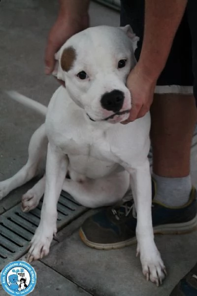 romeo, amstaff giovane, vulcano di energia un pò indisciplinato.. | Foto 0