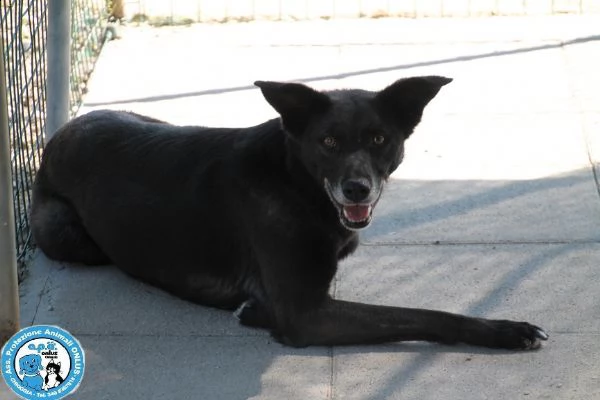 kira, abbandonata dopo 6 anni, schiva e diffidente... | Foto 3