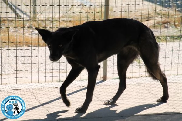 kira, abbandonata dopo 6 anni, schiva e diffidente... | Foto 2