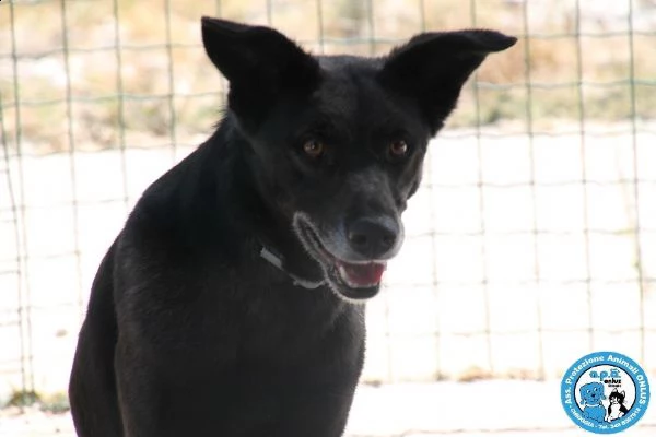 kira, abbandonata dopo 6 anni, schiva e diffidente... | Foto 1