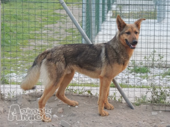 2 lupetti, che stanno deperendo in gabbia... | Foto 3