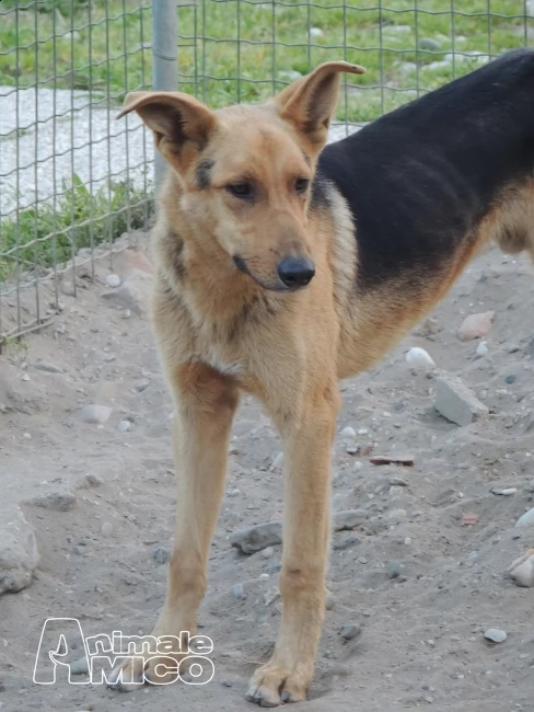 2 lupetti, che stanno deperendo in gabbia... | Foto 2