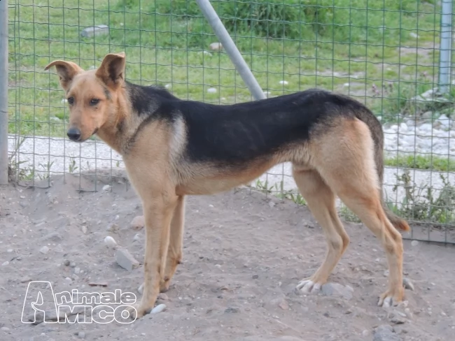 2 lupetti, che stanno deperendo in gabbia... | Foto 0