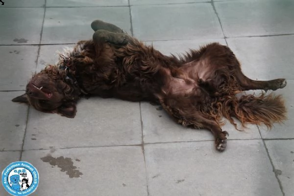 liam, maschietto simil breton, molto dolce e mansueto... | Foto 4