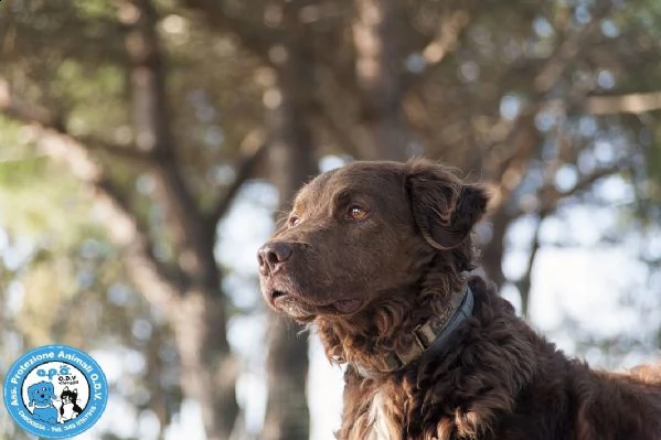 liam, maschietto simil breton, molto dolce e mansueto... | Foto 3