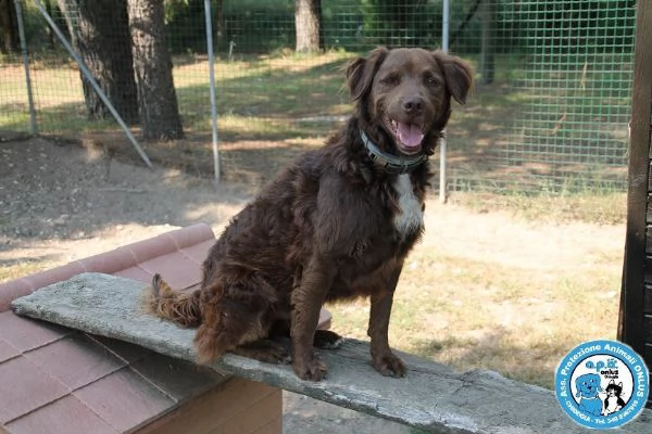 liam, maschietto simil breton, molto dolce e mansueto... | Foto 2