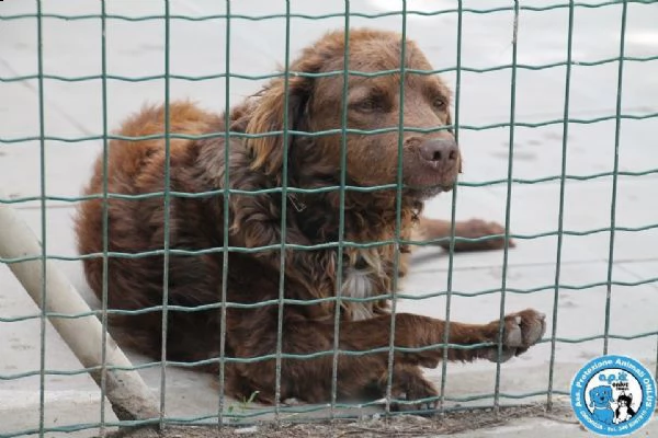 liam, maschietto simil breton, molto dolce e mansueto... | Foto 1