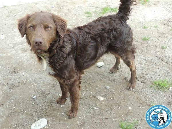 liam, maschietto simil breton, molto dolce e mansueto...