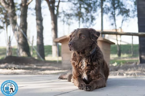liam, maschietto simil breton, molto dolce e mansueto... | Foto 0