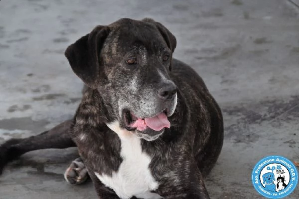 dylan, giovane maschietto simil corso, mite e coccolo....  | Foto 3