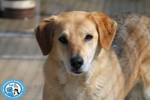 brenda, giovane femmina, timida remissiva e coccola...  | Foto 3