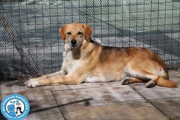 brenda, giovane femmina, timida remissiva e coccola... 