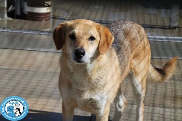 brenda, giovane femmina, timida remissiva e coccola...  | Foto 1