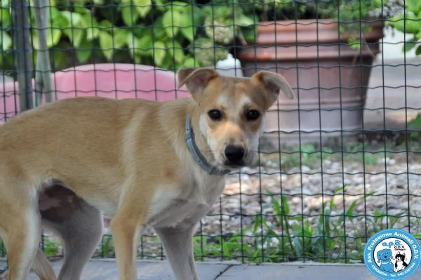 cheyenne, cagnolina meno di 1 anno, buona ma schiva e diffidente…  | Foto 4