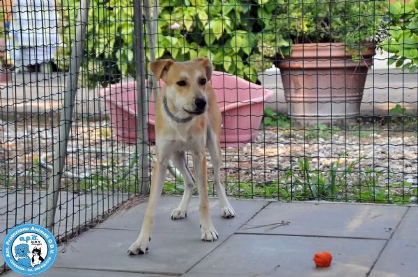 cheyenne, cagnolina meno di 1 anno, buona ma schiva e diffidente…  | Foto 1