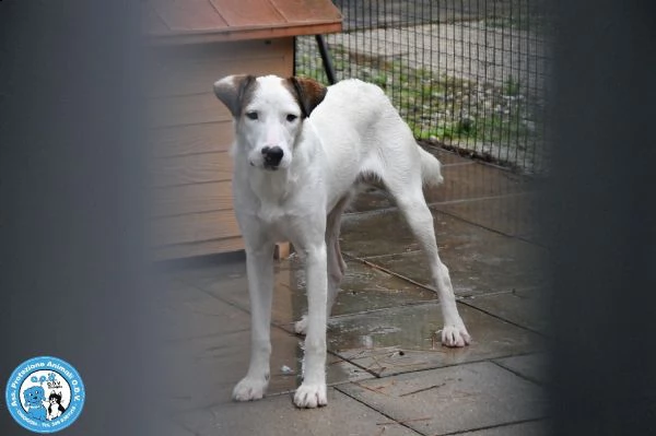 cociss, maschio giovane, schivo e diffidente...  | Foto 2