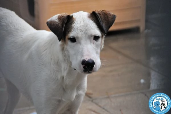 cociss, maschio giovane, schivo e diffidente...  | Foto 1