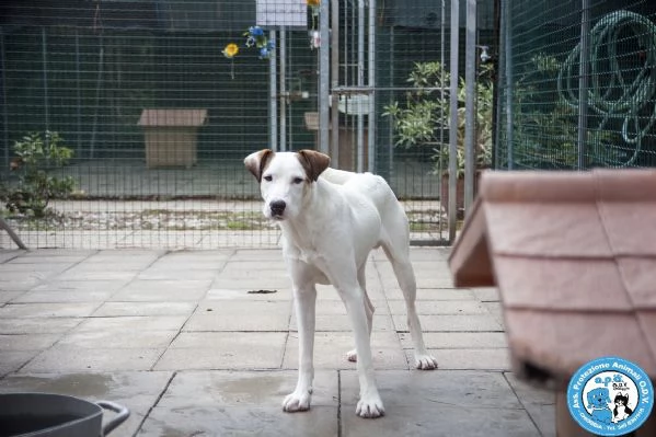 cociss, maschio giovane, schivo e diffidente... 