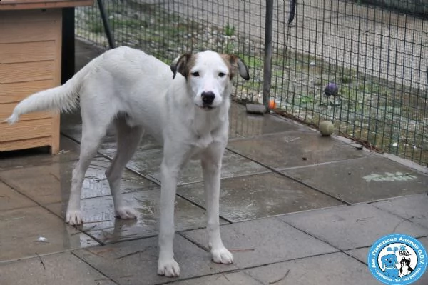 cociss, maschio giovane, schivo e diffidente...  | Foto 0